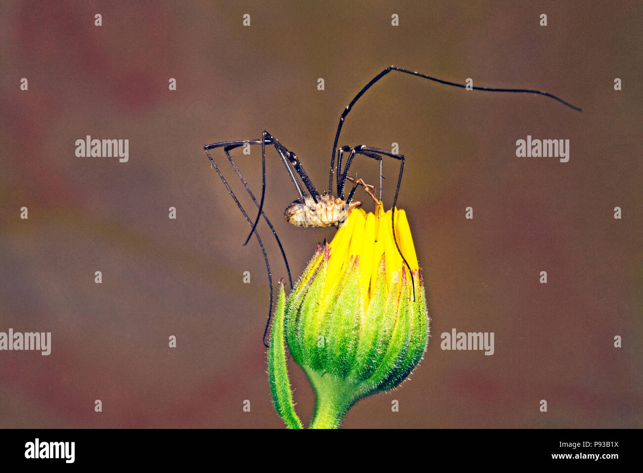 Harvestman, ou un papa, un long egs arachnide, bien que pas une araignée, sur une fleur sauvage dans le centre de l'Oregon. Ils ne sont pas carnivores mais posionous. Banque D'Images