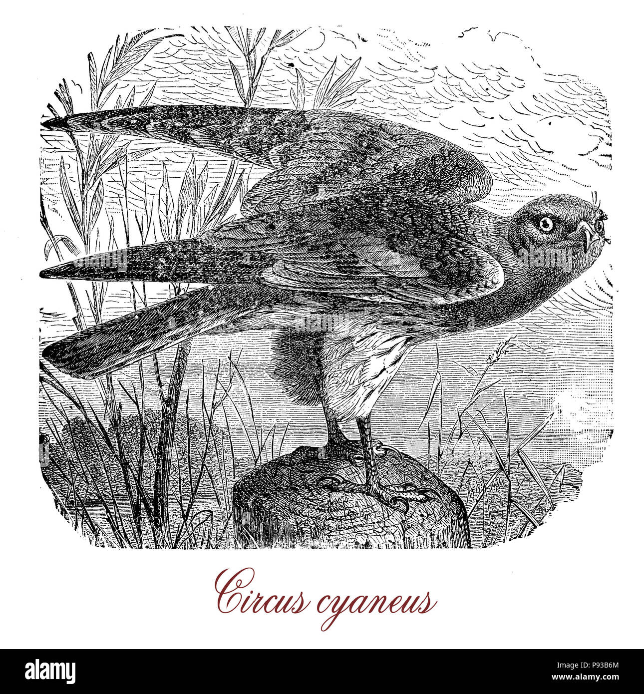 Gravure d'époque du Busard Saint-Martin Circus cyaneus, ou oiseau de proie vivant dans les régions tempérées, dans les prairies, marais, landes et prairies côtières où la chasse pour de petits mammifères Banque D'Images