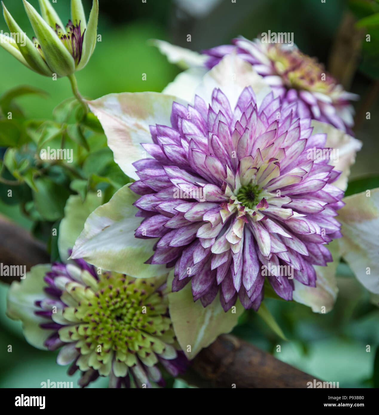 Clematis florida Sieboldii. Close-up.La Clematis florida Sieboldii est une superbe clématite à floraison double qui produit des fleurs blanches Banque D'Images