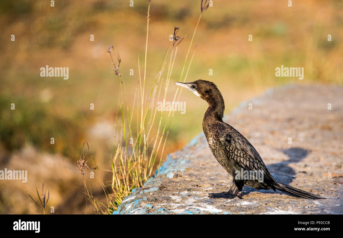 Noir brillant CORMORANT Banque D'Images