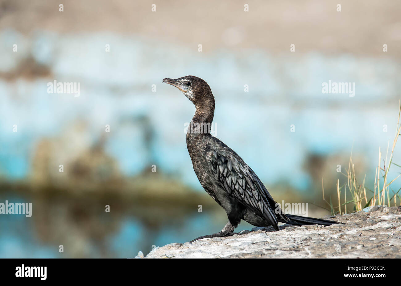 Noir brillant CORMORANT Banque D'Images
