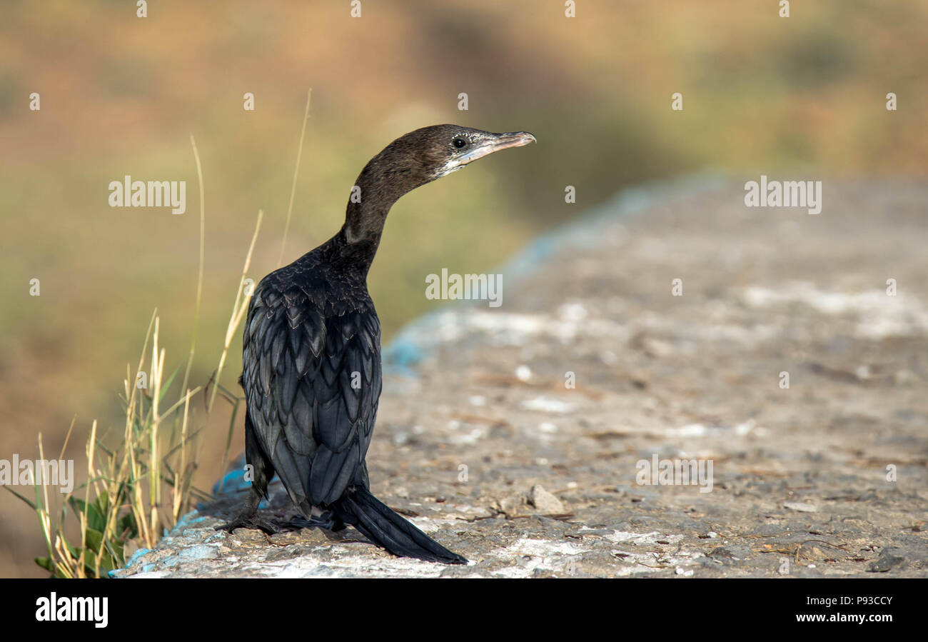 Noir brillant CORMORANT Banque D'Images