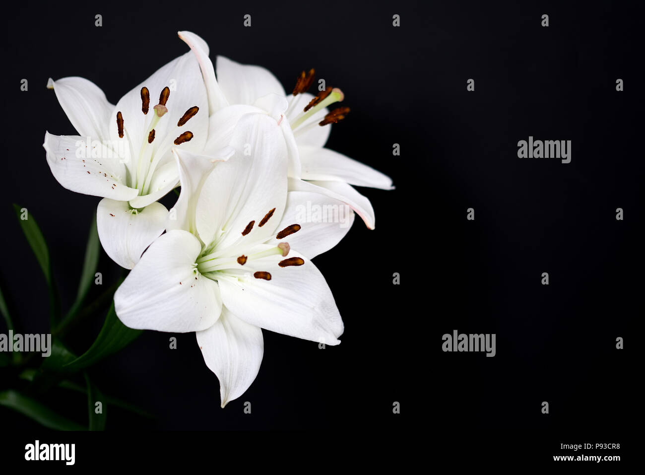 Lys Blanc isolé sur un fond noir. Lilieae liliacaea, Lilium, plante  herbacée vivace Photo Stock - Alamy