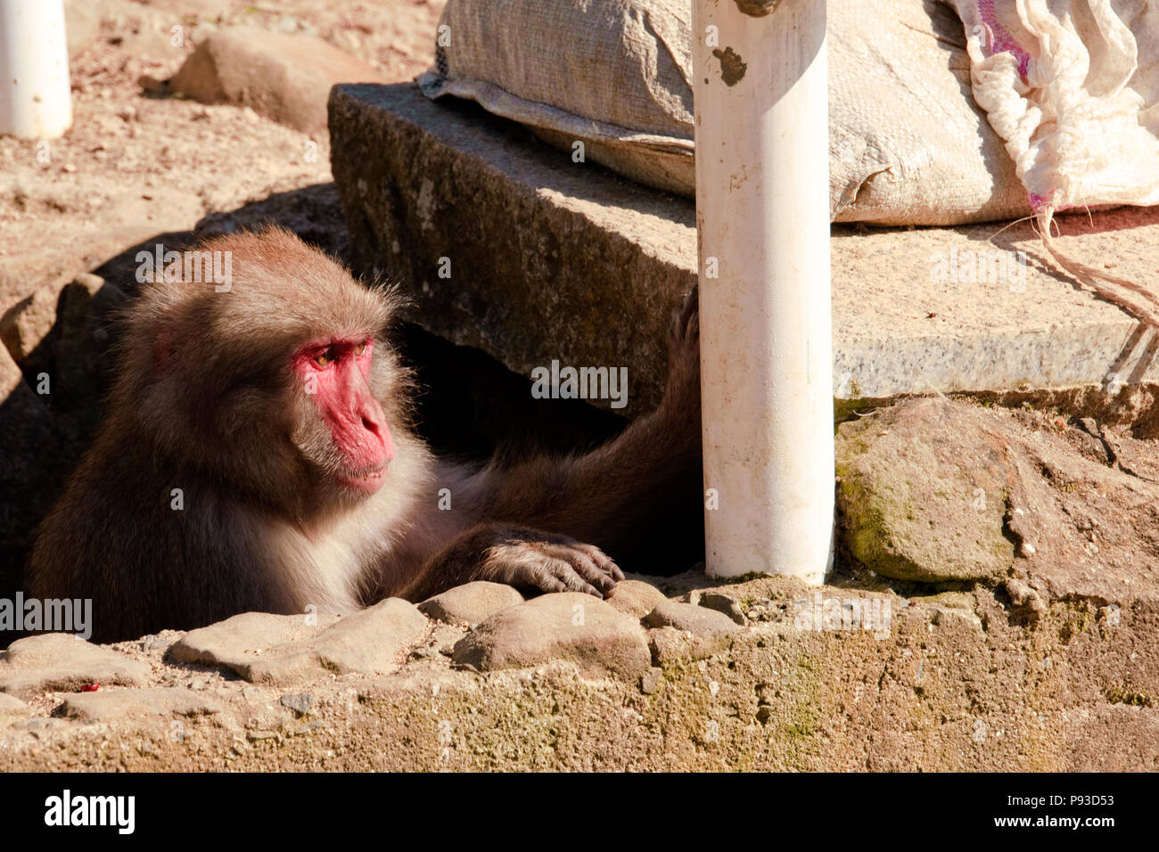 Les gangs de singe macaque monkey hill dans， Banque D'Images