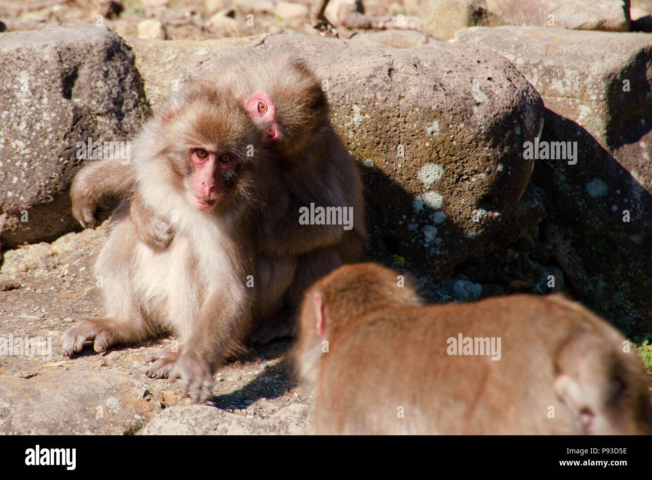 Les gangs de singe macaque monkey hill dans， Banque D'Images