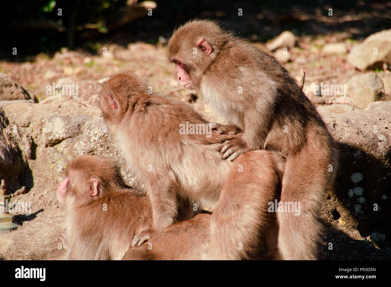 Les gangs de singe macaque monkey hill dans， Banque D'Images