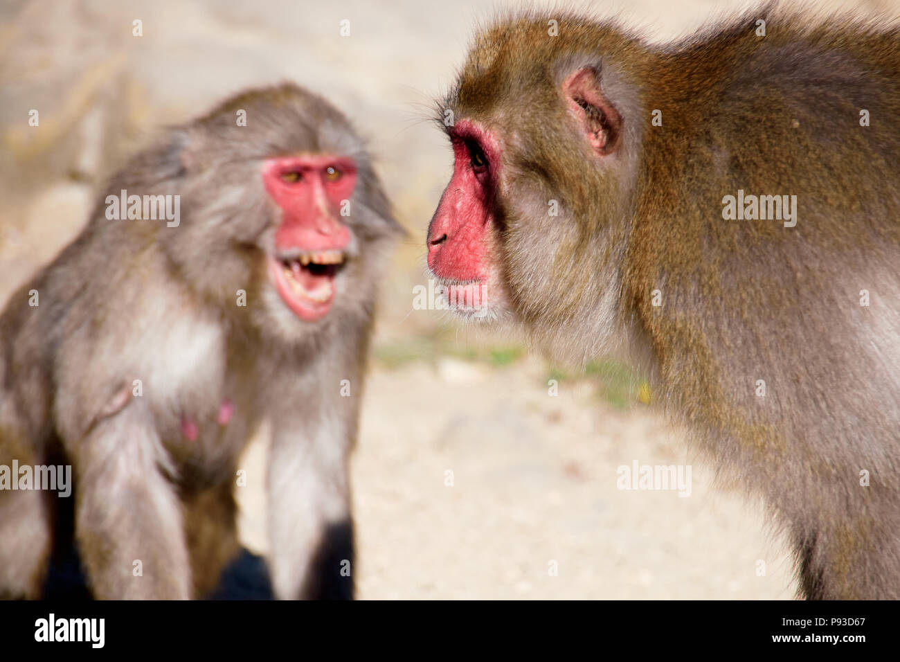 Les gangs de singe macaque monkey hill dans， Banque D'Images