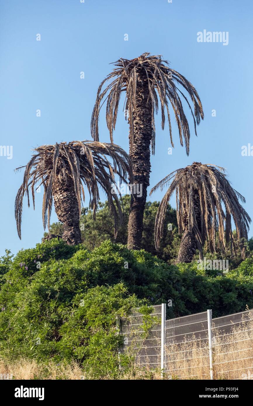 ILLUSTRATION DE LA CORSE DU SUD, (2A) FRANCE Banque D'Images