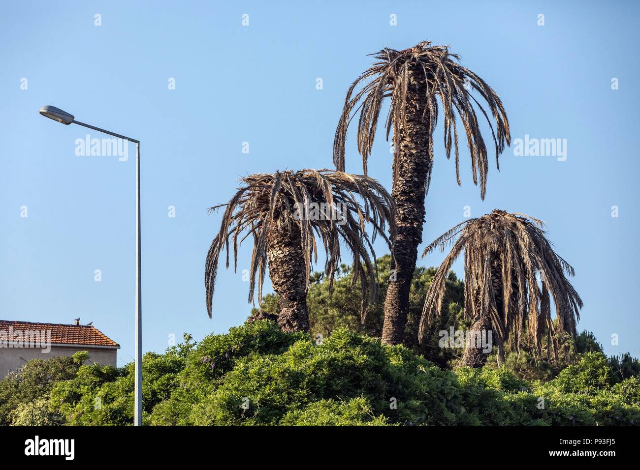 ILLUSTRATION DE LA CORSE DU SUD, (2A) FRANCE Banque D'Images