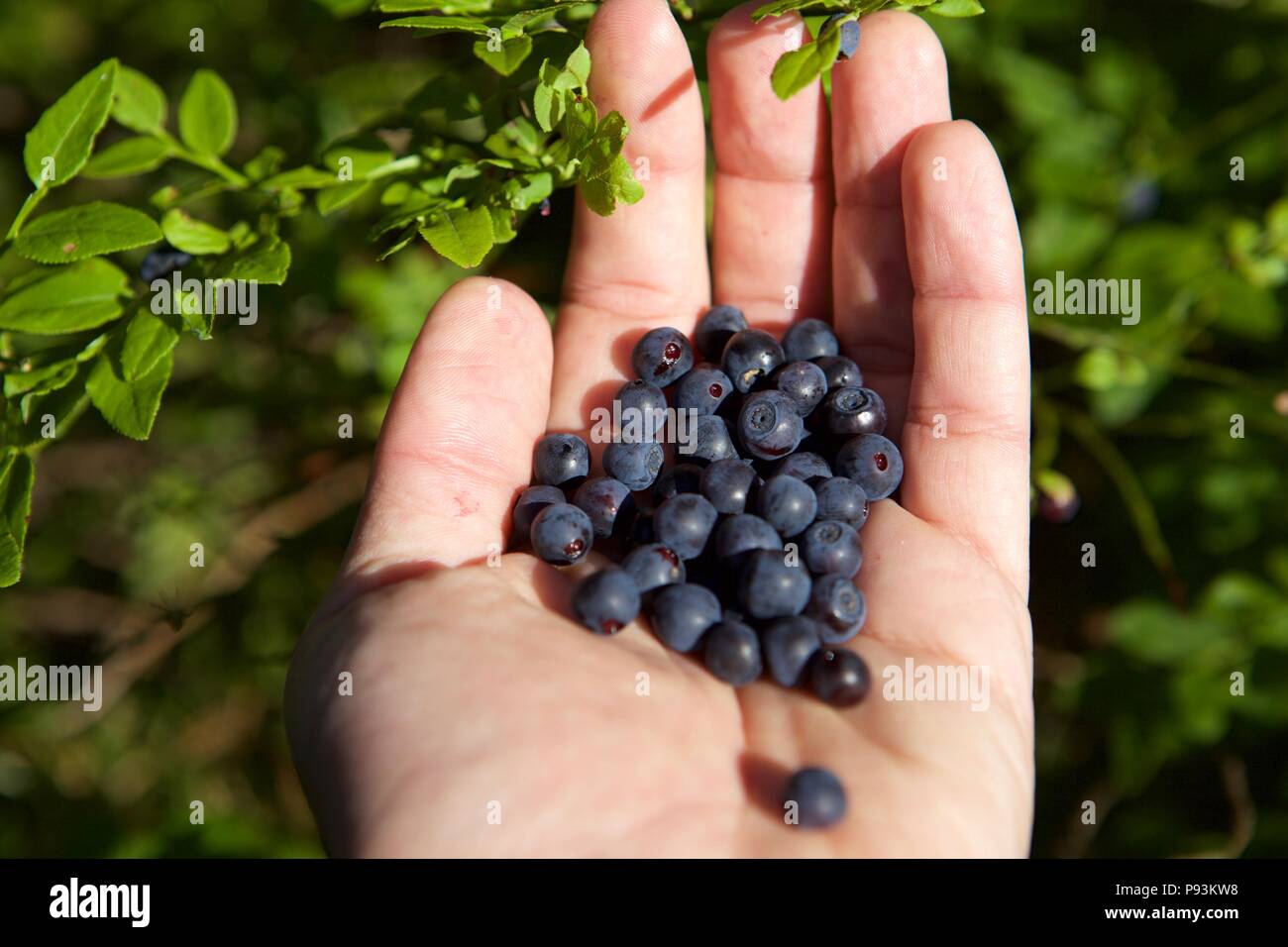 La cueillette ou la collecte de produits frais bio myrtilles mûres sur le buisson avec des feuilles vertes en été, Close up avec la main Banque D'Images