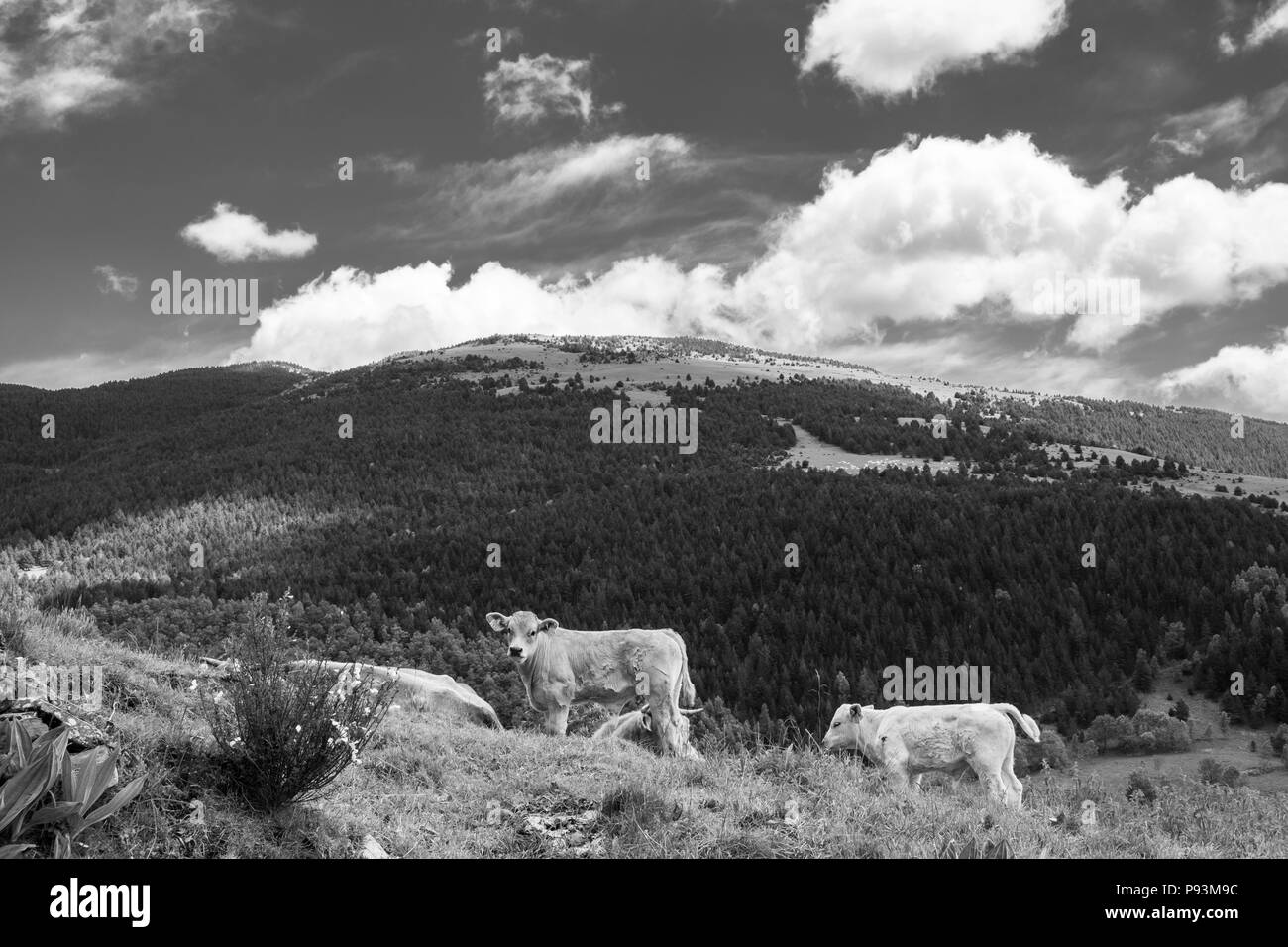 Veaux dans un pâturage dans les Pyrénées près de Setcases en Catalogne, Espagne Banque D'Images