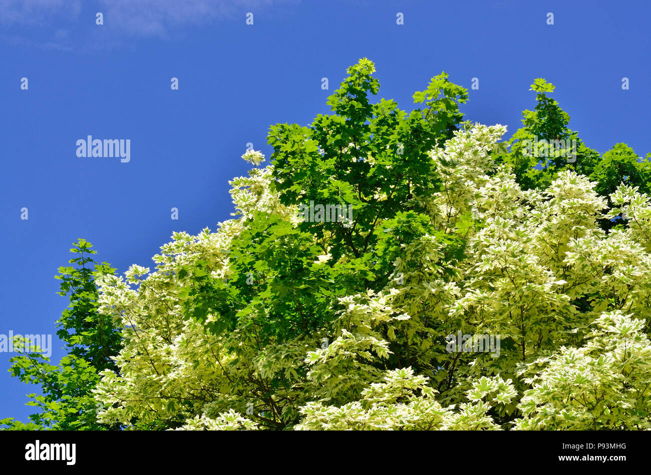 Sycomore panaché partiellement Brenchley, jardins, Maidstone, Kent, Angleterre. Les feuilles de certaines branches sont variées, d'autres sont normales. Banque D'Images