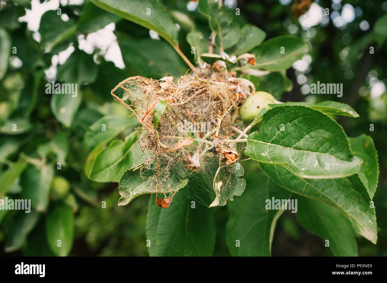 Grand nid de chenilles de l'espèce dans le web . Banque D'Images
