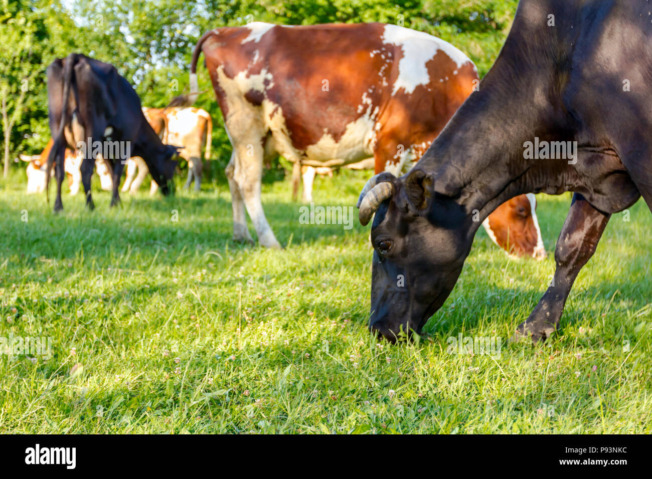 Troupeau de vaches de race domestique de l'herbe de pâturage sont dans un village rural. Banque D'Images