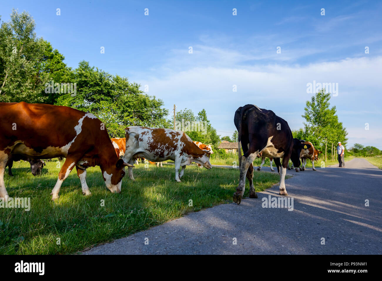 Deux bergers sont la conduite d'un troupeau de bêtes de vaches domestiques accueil à la grange après le pâturage sur la route d'asphalte dans le village. Banque D'Images