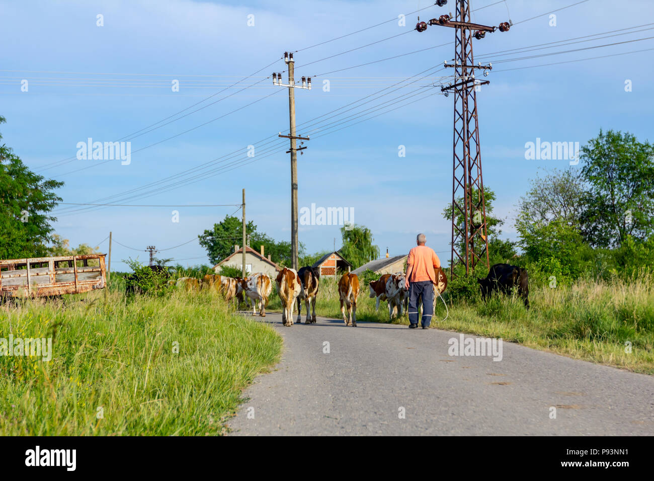 Deux bergers sont la conduite d'un troupeau de bêtes de vaches domestiques accueil à la grange après le pâturage sur la route d'asphalte dans le village. Banque D'Images