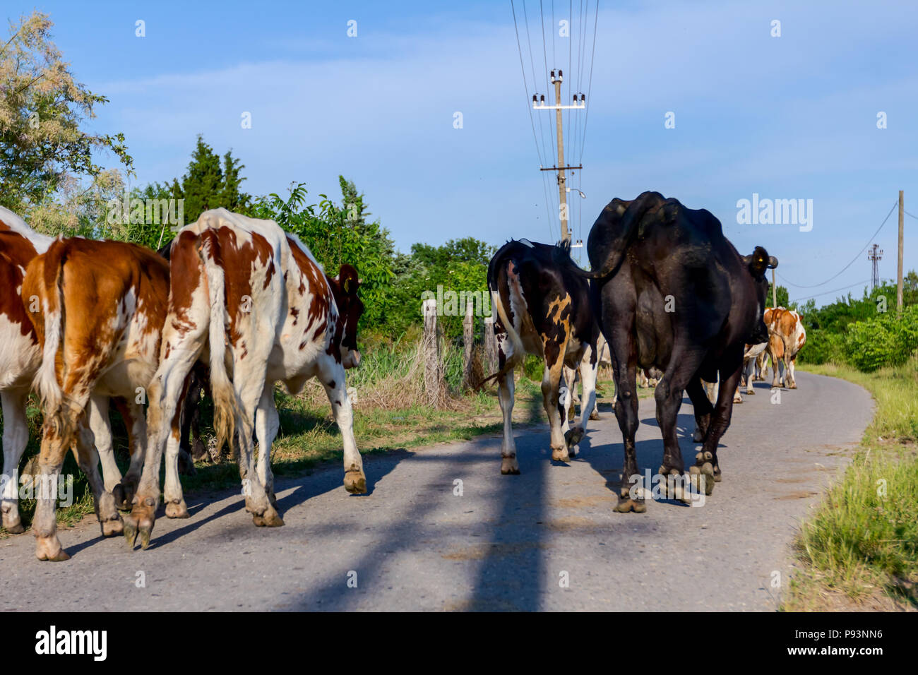 Deux bergers sont la conduite d'un troupeau de bêtes de vaches domestiques accueil à la grange après le pâturage sur la route d'asphalte dans le village. Banque D'Images