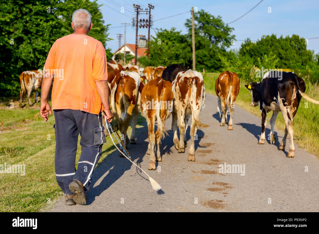 Deux bergers sont la conduite d'un troupeau de bêtes de vaches domestiques accueil à la grange après le pâturage sur la route d'asphalte dans le village. Banque D'Images