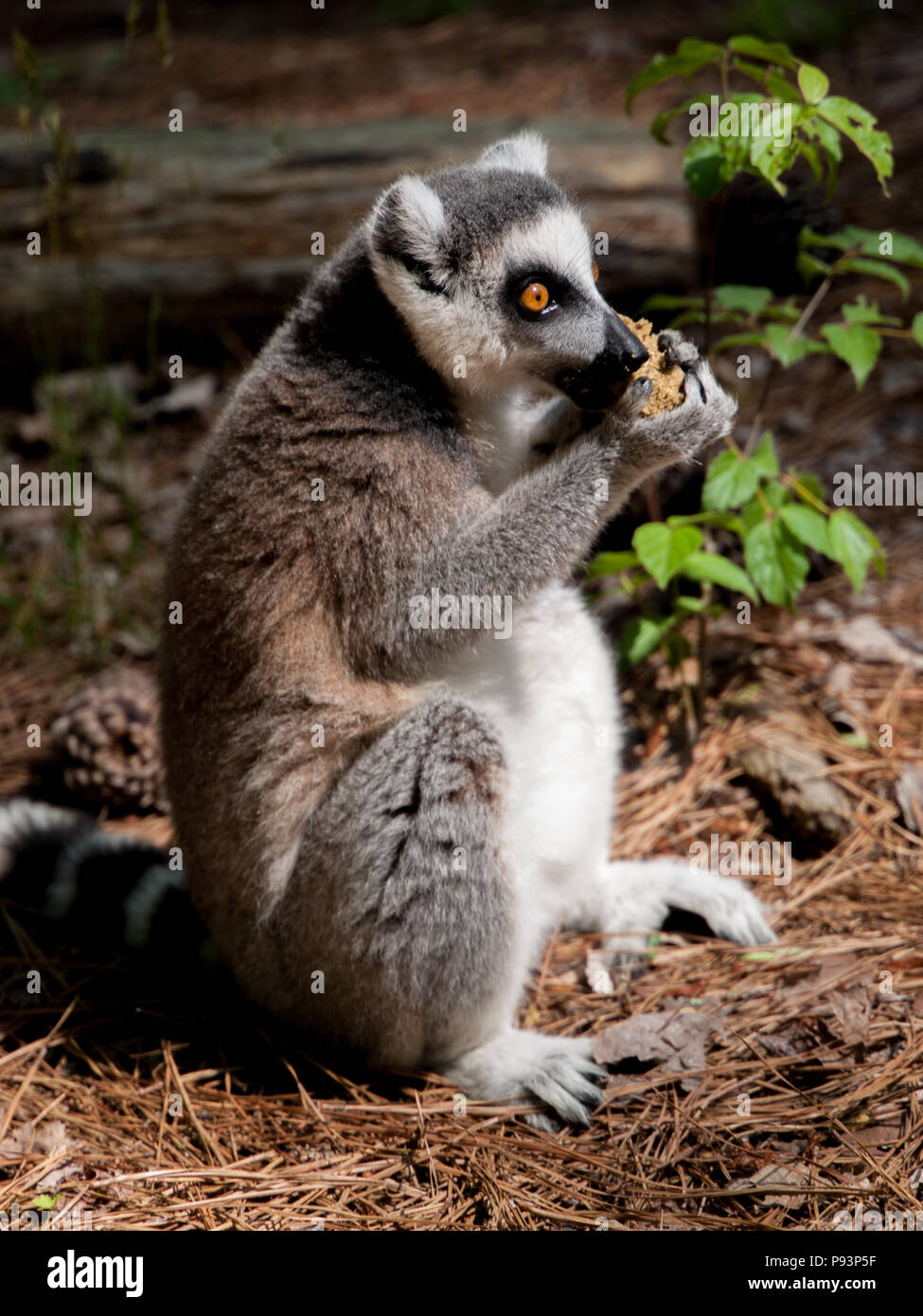 Lémuriens madagascar sifaka mongoose ringtailed Banque D'Images