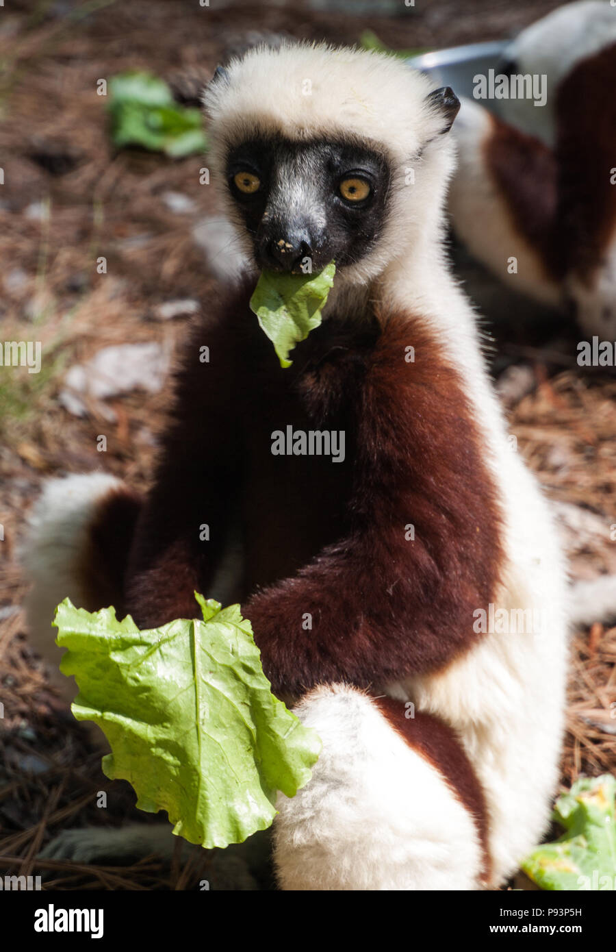 Lémuriens madagascar sifaka mongoose ringtailed Banque D'Images