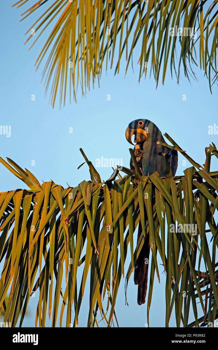 Hyacinth Macaw sur une branche de palmier. Pantanal, Brésil Banque D'Images