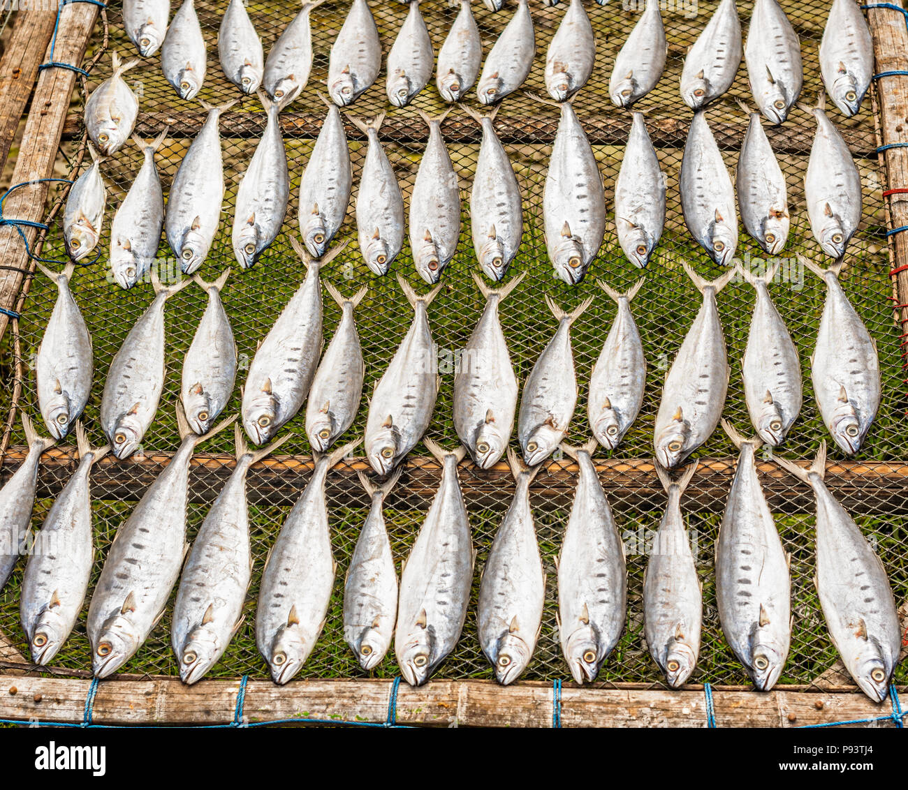 Droit des poissons séchés sur le soleil que de voyager à travers les petits village de pêcheurs en Thaïlande. Banque D'Images