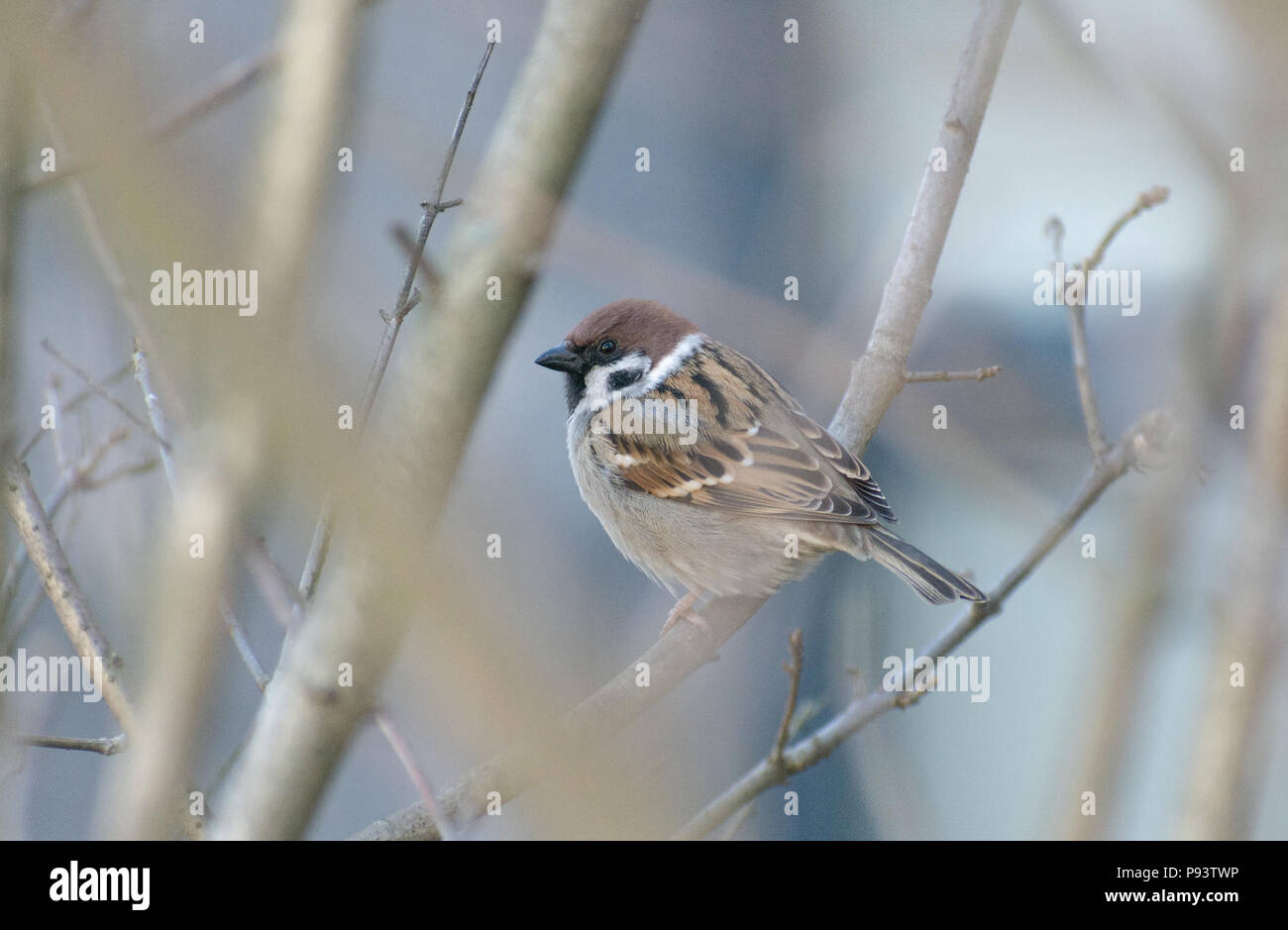 Sparrow assis sur le bush Banque D'Images