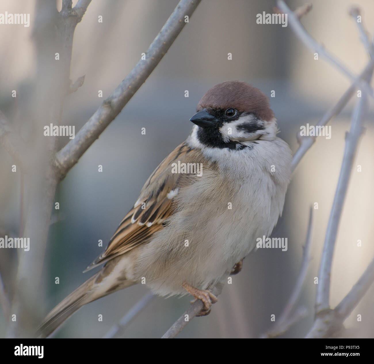 Sparrow assis sur le bush Banque D'Images