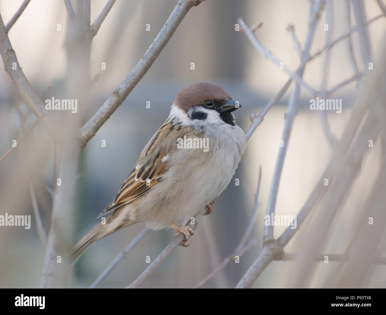 Sparrow assis sur le bush Banque D'Images