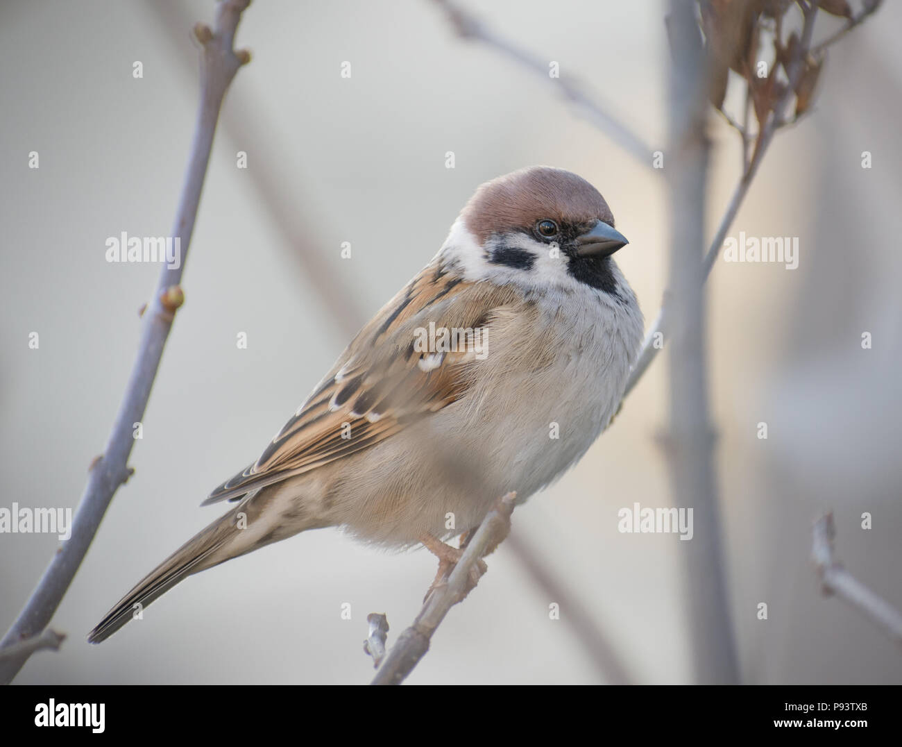 Sparrow assis sur le bush Banque D'Images