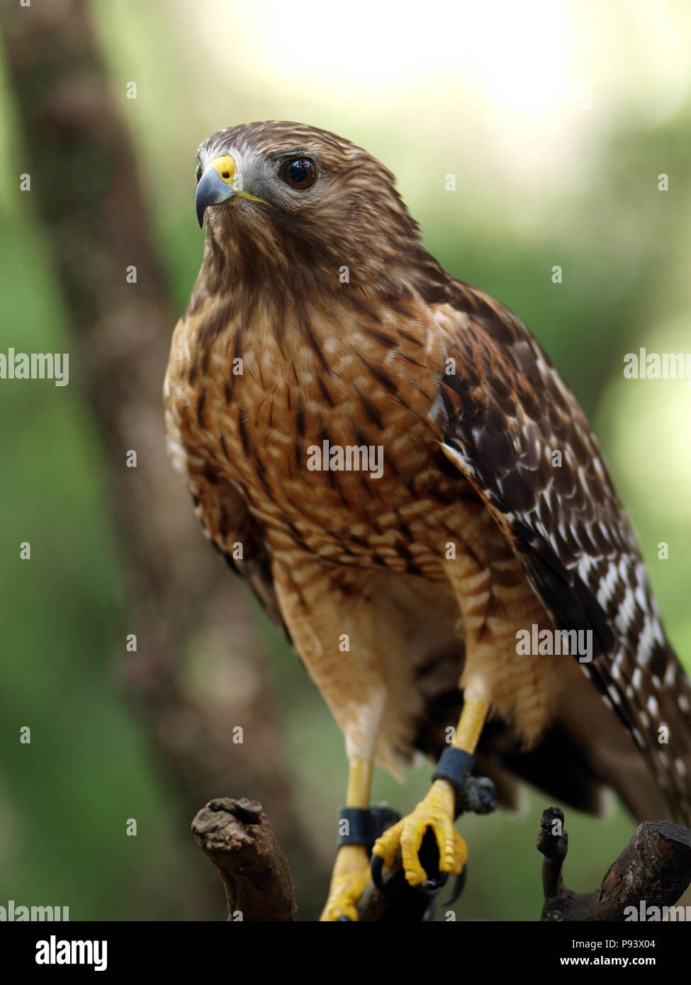 Eagle hawk owl raptor faucon vautour kite kestrel faucon fauconnerie Banque D'Images