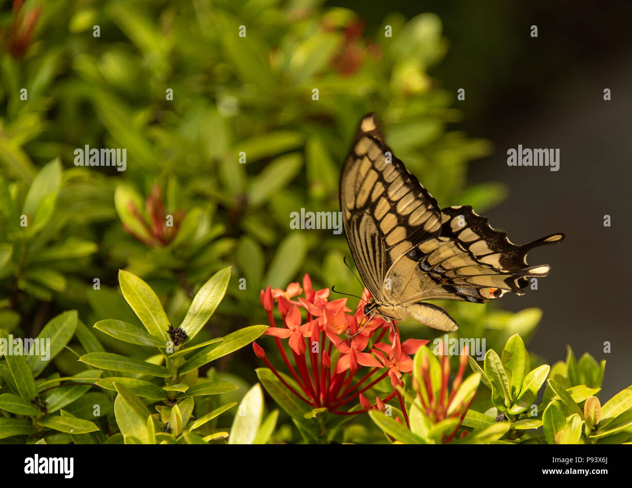Giant Swallowtail Butterfly reposant sur des fleurs Banque D'Images