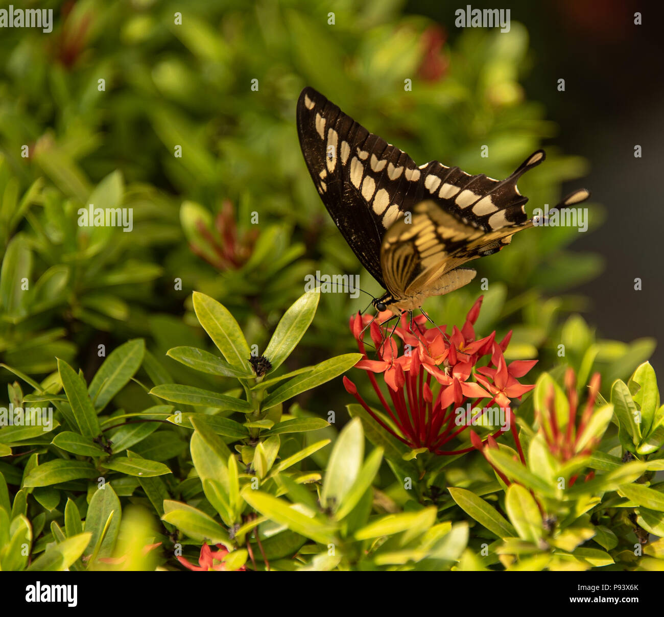 Giant Swallowtail Butterfly reposant sur des fleurs Banque D'Images