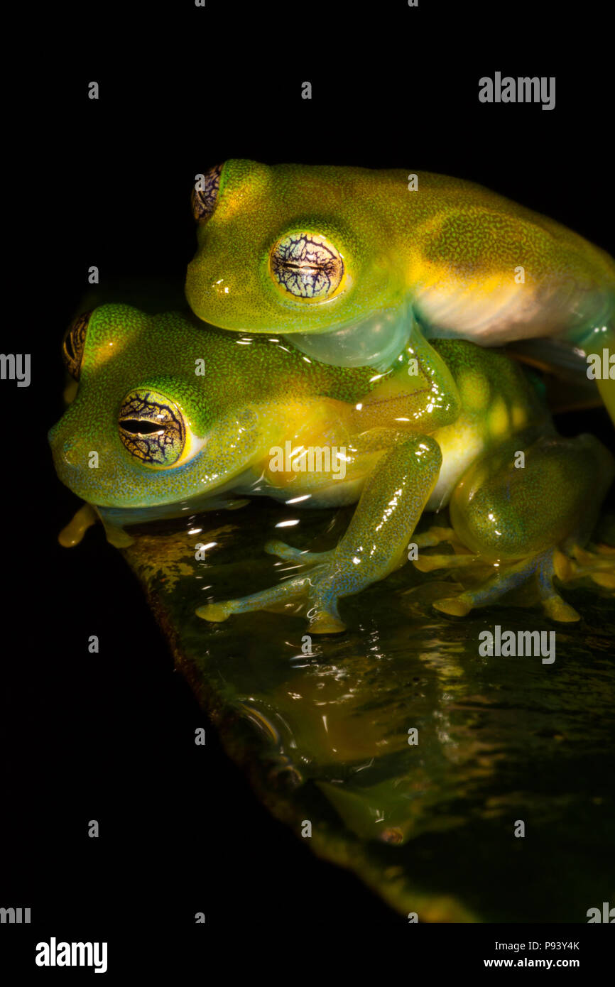 La faune du Panama avec des grenouilles de cochon, Teratohyla spinosa, la nuit dans la forêt tropicale de la réserve naturelle de Burbayar, République du Panama. Banque D'Images