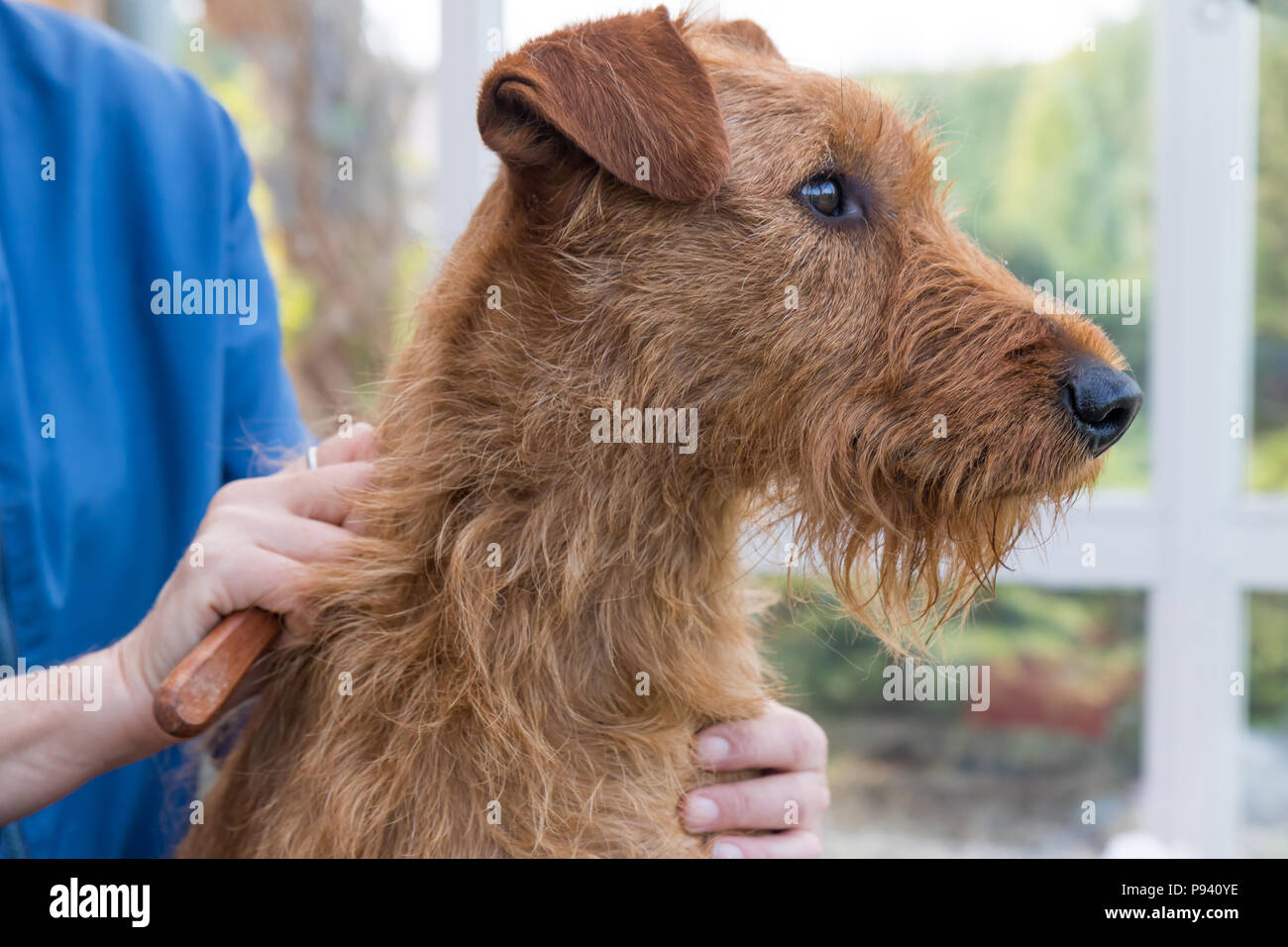 Vue rapprochée de la coupe le cou de l'Irish Terrier. Banque D'Images