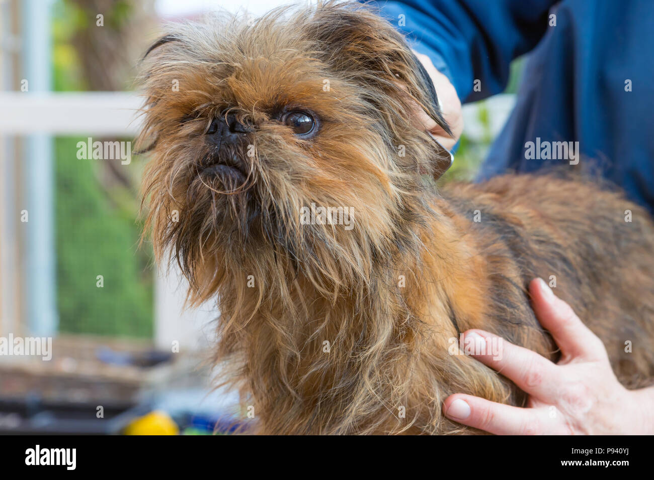 Vue rapprochée du Griffon de Bruxelles chien libre. Banque D'Images
