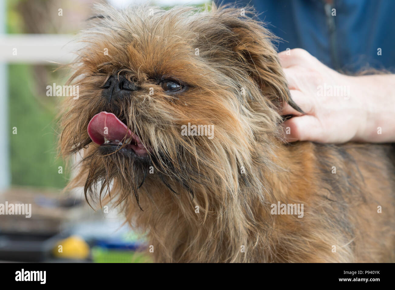 Coupe des chien Griffon de Bruxelles. Le chien a une adorable langue maternelle. Banque D'Images