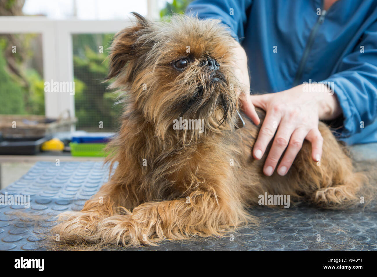 Coupe des chien Griffon de Bruxelles. Le chien est couché sur la table de toilettage. Banque D'Images