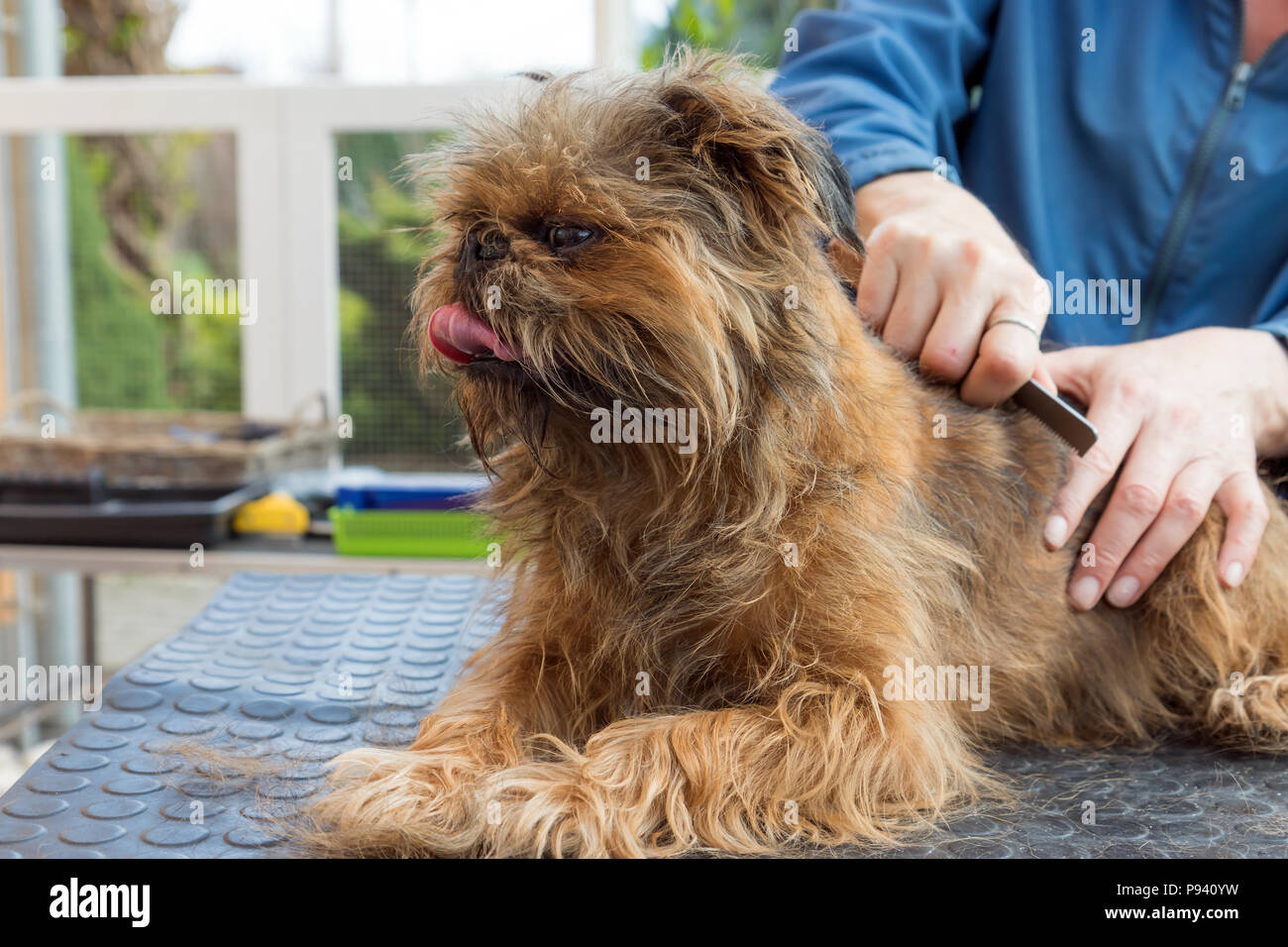 Coupe des Griffon de Bruxelles chien libre. Le chien avec la langue en saillie est allongé sur la table de toilettage. Banque D'Images