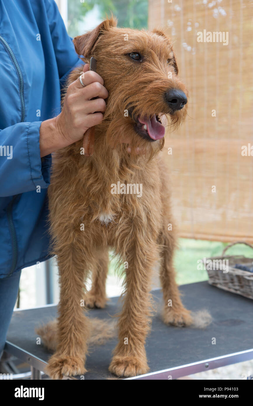 Fraisage de la gorge du chien de terrier irlandais. Le chien est en station debout sur la table de toilettage. Verticalement. Banque D'Images