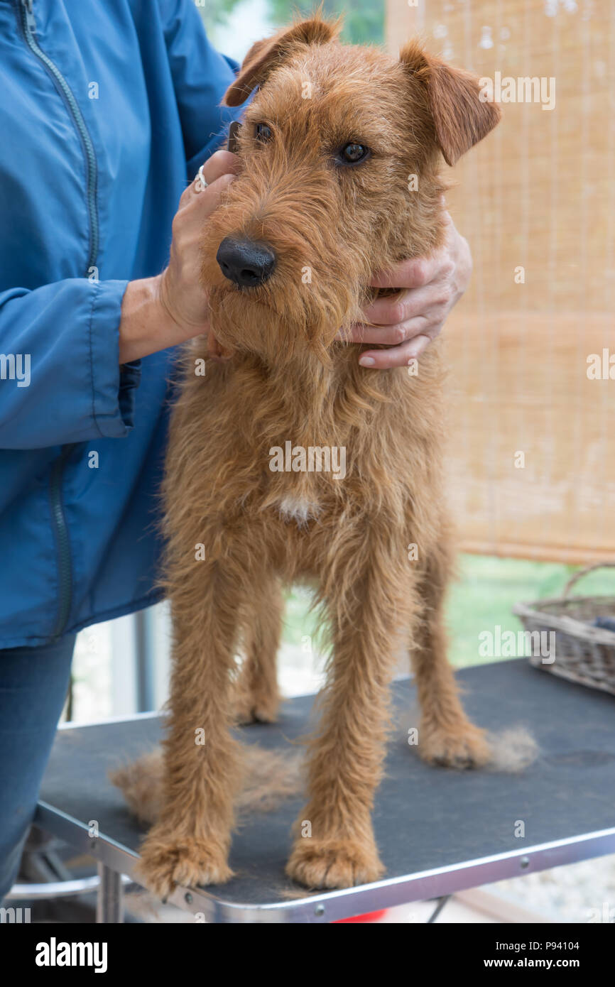 Le découpage de l'Irish Terrier. Le chien est en station debout sur la table de toilettage. Verticalement. Banque D'Images
