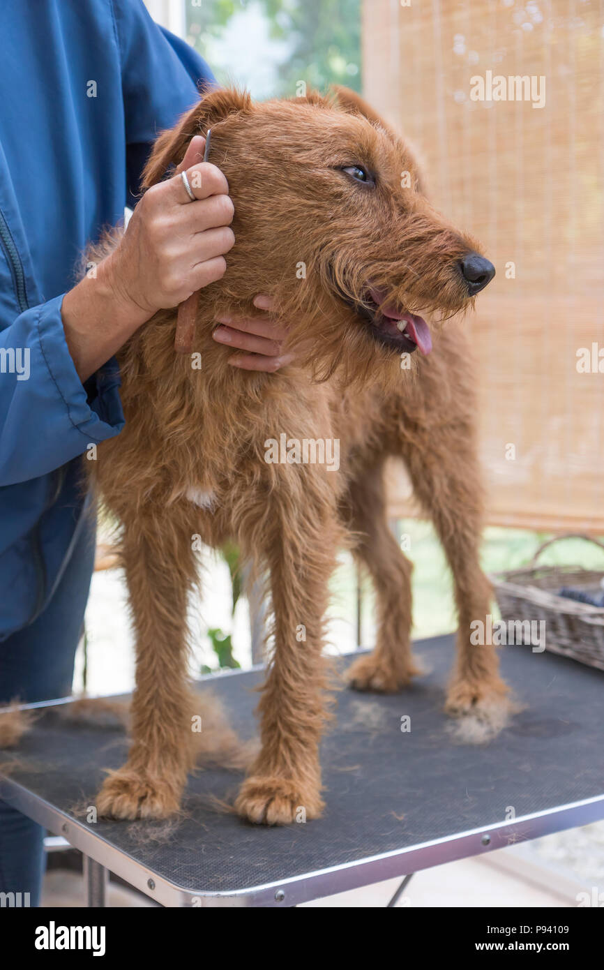 Le découpage de l'Irish Terrier. Le chien est en station debout sur la table de toilettage et est à la hausse. Verticalement. Banque D'Images