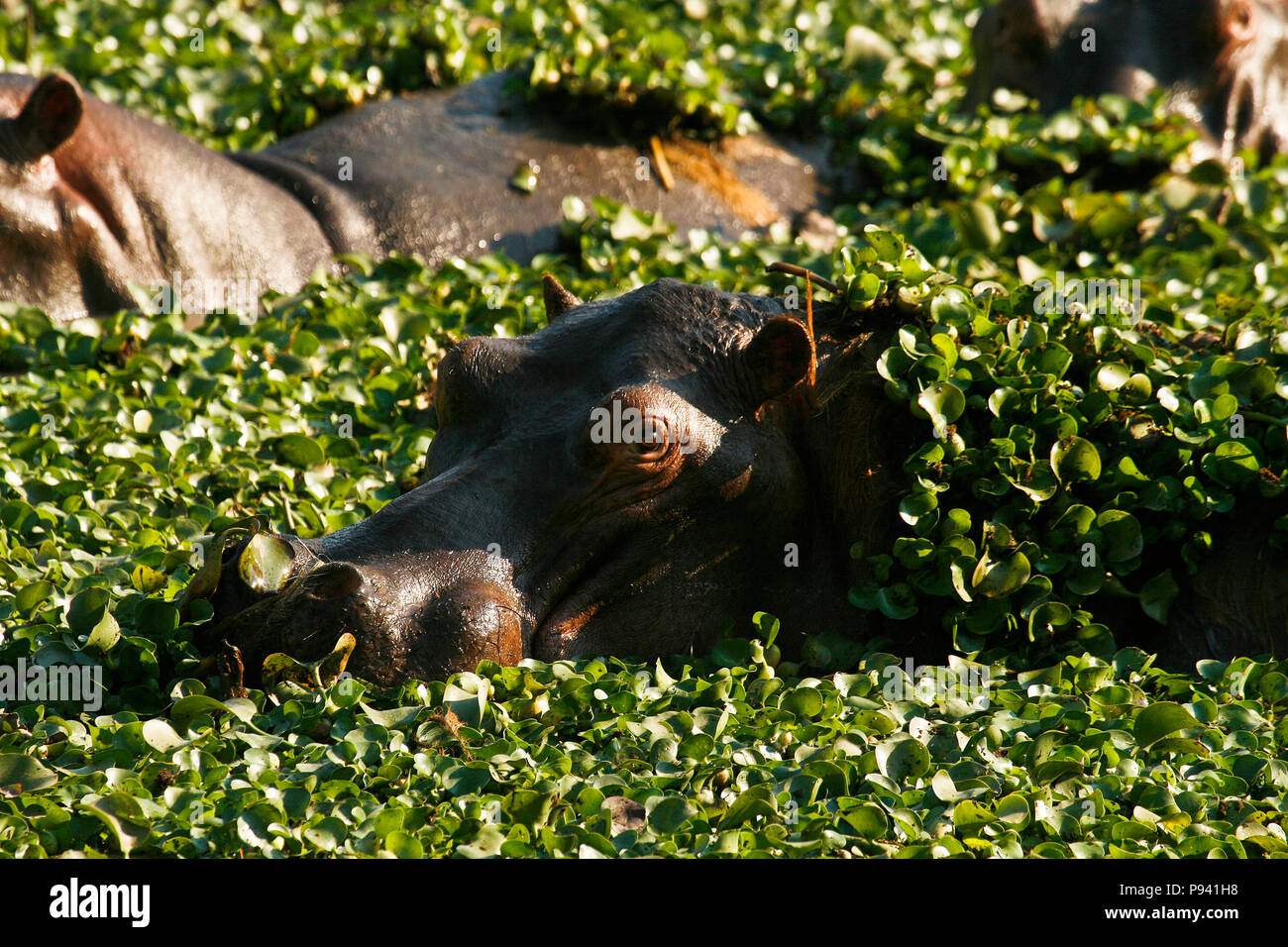 Hippopotame, Hippopotamus amphibious. Fleuve Zambèze. Mana Pools National Park. Zimbabwe Banque D'Images