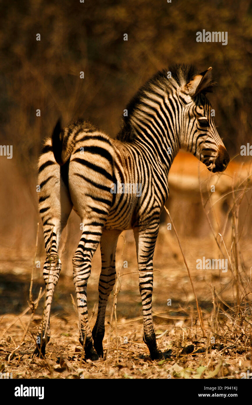 Bébé Zèbre, Equus quagga. Mana Pools National Park. Zimbabwe Banque D'Images