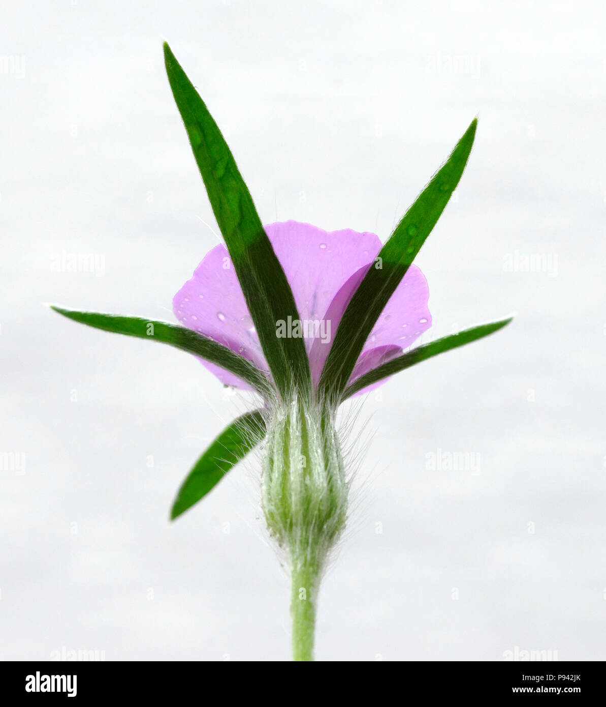 Close-up of a fleur pourpre Banque D'Images
