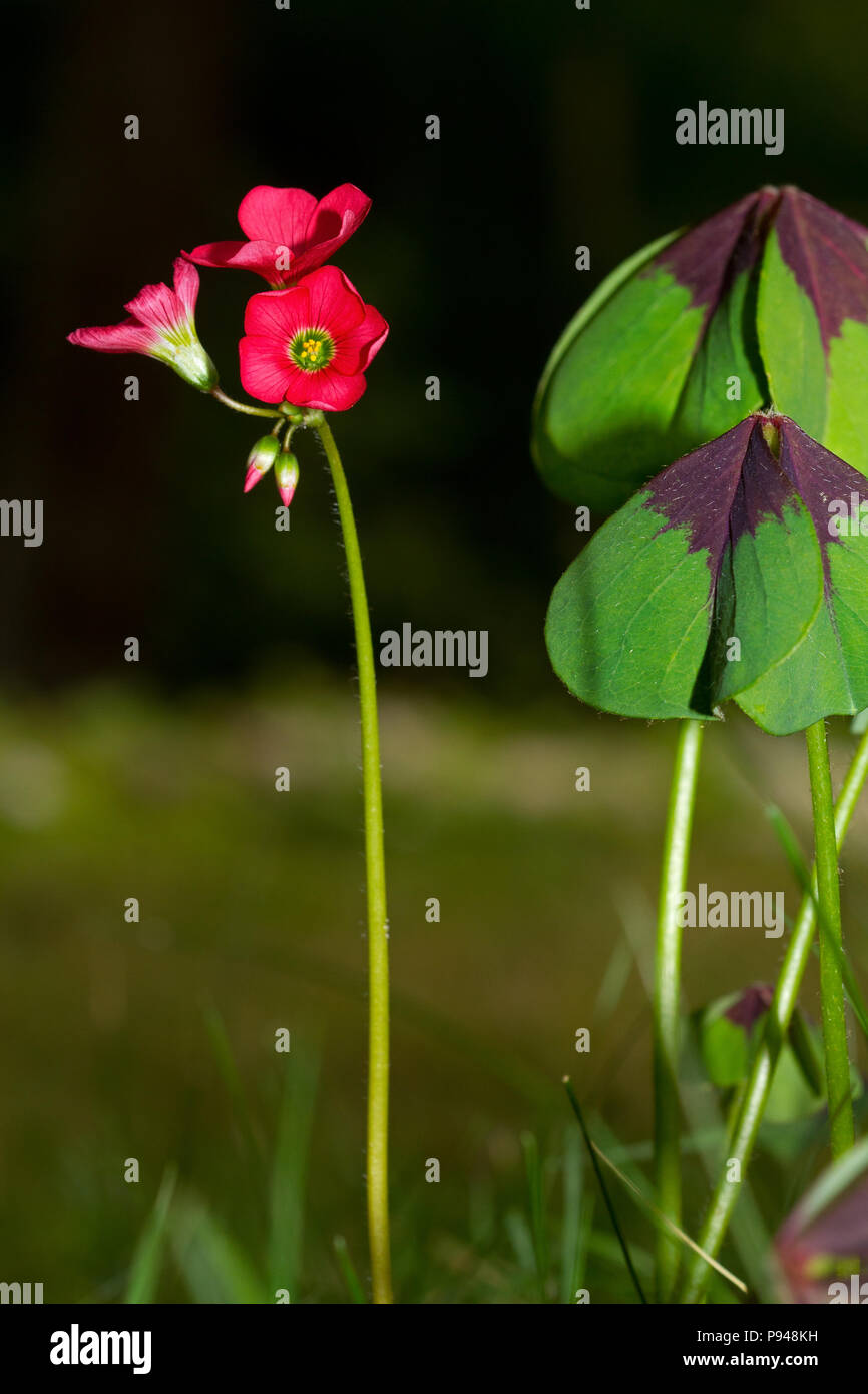 Les feuilles et les fleurs de croix de fer plante, également connu sous le nom de quatre-feuilles d'oseille-rose Banque D'Images