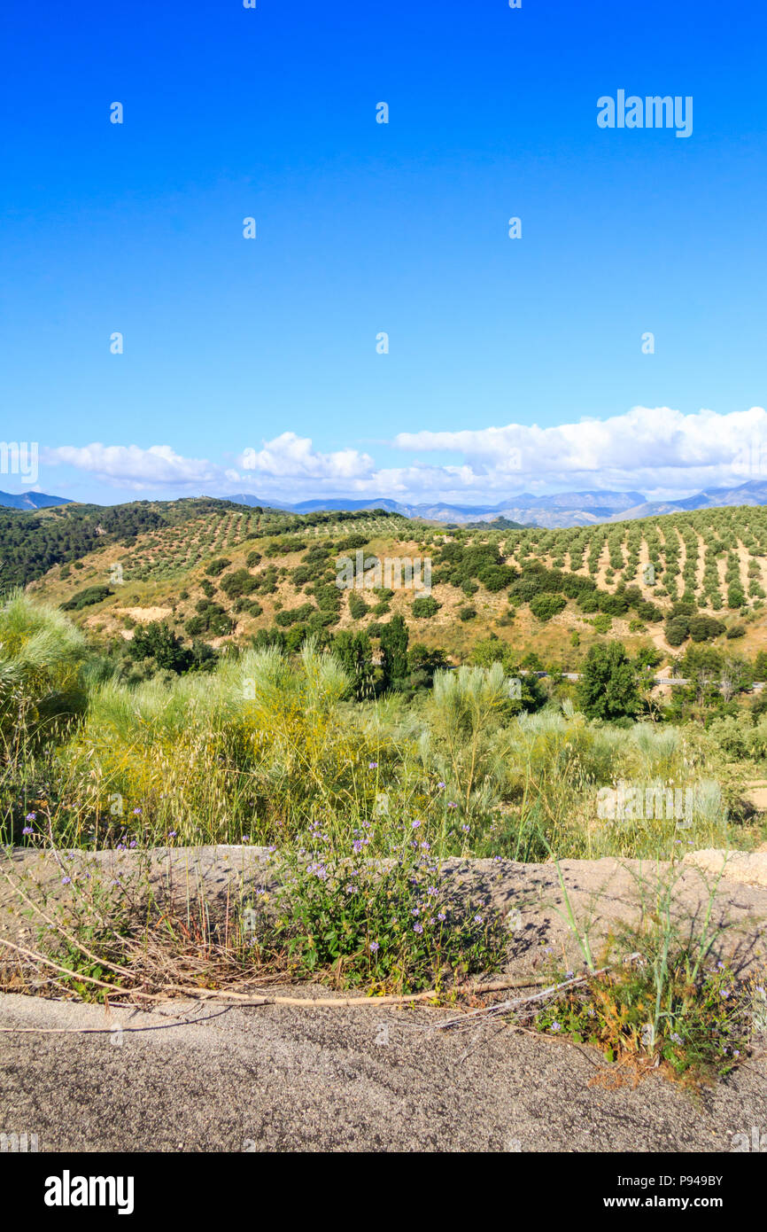 Vue sur le Parque Naturel de la Sierra de Grazalema, Cadiz Province, Espagne Banque D'Images