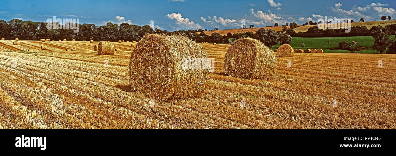 Vue panoramique d'un champ de blé récoltés avec des bottes de paille dans le Rutland campagne anglaise Banque D'Images