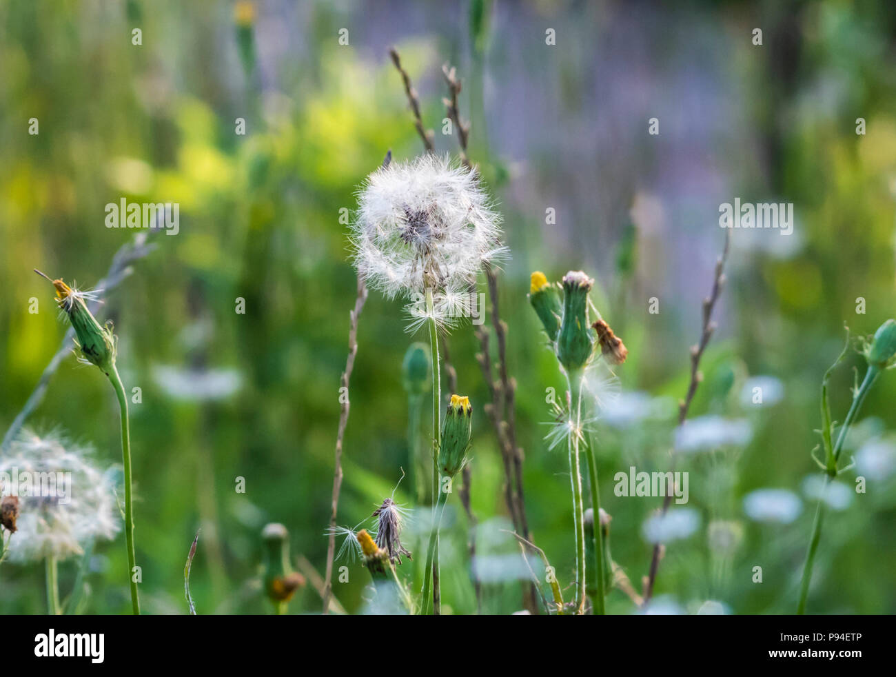Un pissenlit, Taraxacum officinale, qui est allé à la semence, se dresse dans un champ de mauvaises herbes au cours de la longue saison des allergies dans le sud profond américain. Banque D'Images