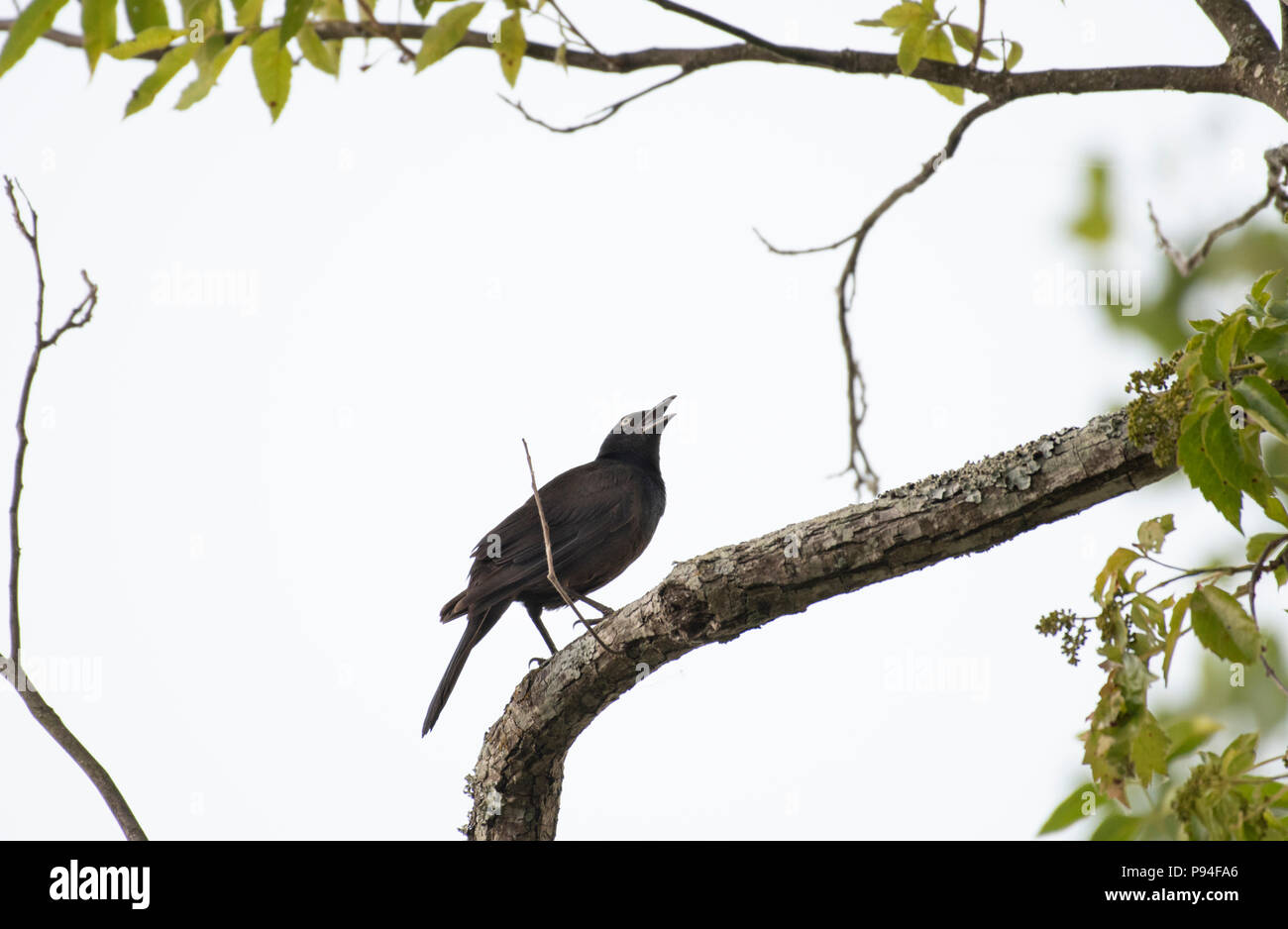 Un Quiscale bronzé Quiscalus quiscula, perches, sur une branche, à la hausse, encadré dans les branches et les feuilles contre un ciel gris. Banque D'Images